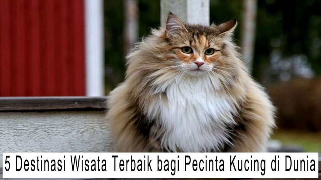 5 Destinasi Wisata Terbaik bagi Pecinta Kucing di Dunia